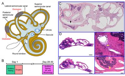 Occlusion of two semicircular canals does not disrupt normal hearing in adult mice